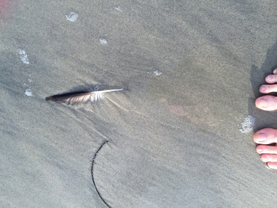 following feathers on a beach - on the right path - jean campbell from action institute of california