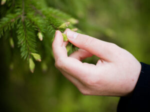 Photo of a hand touching leaves on a tree, feeling the sensation of how the individual leaves feel on fingertips